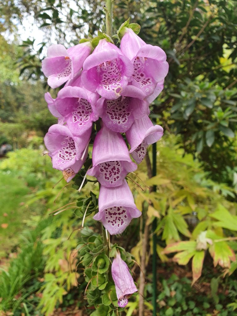 Pink bell flower on hiking trail