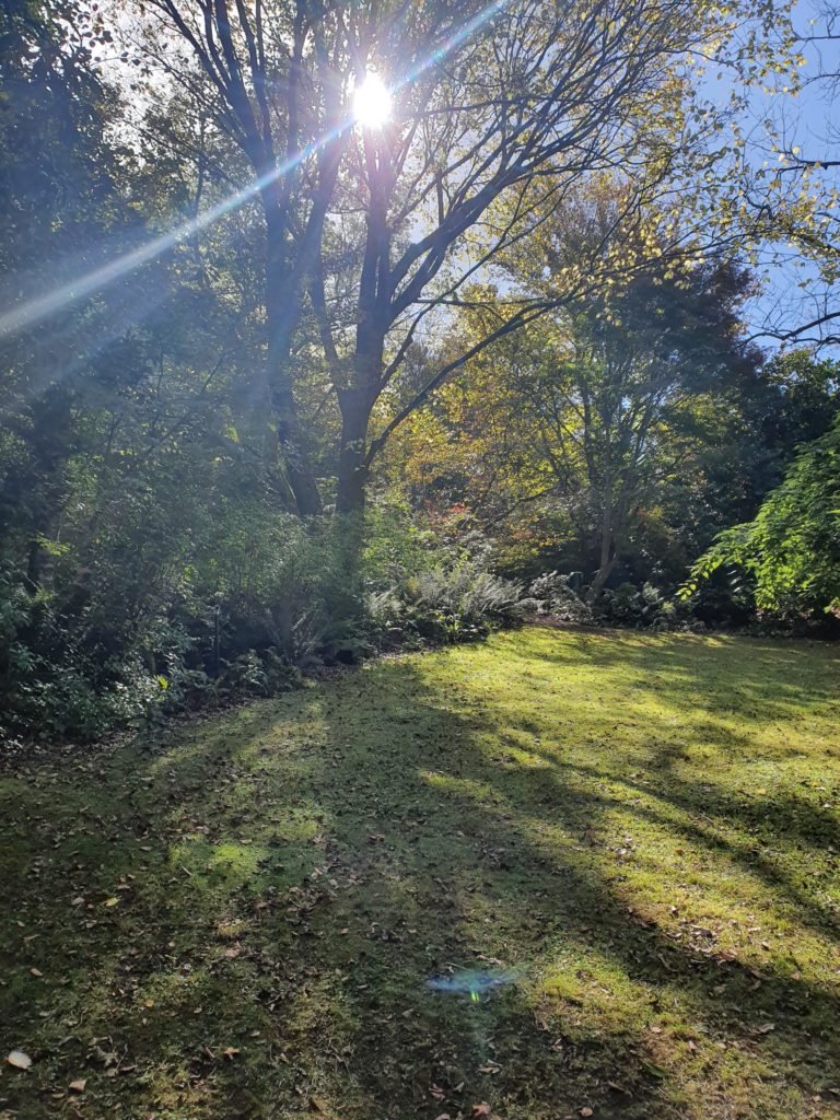 Clear skys at Forest Glades Garden Mount Macedon