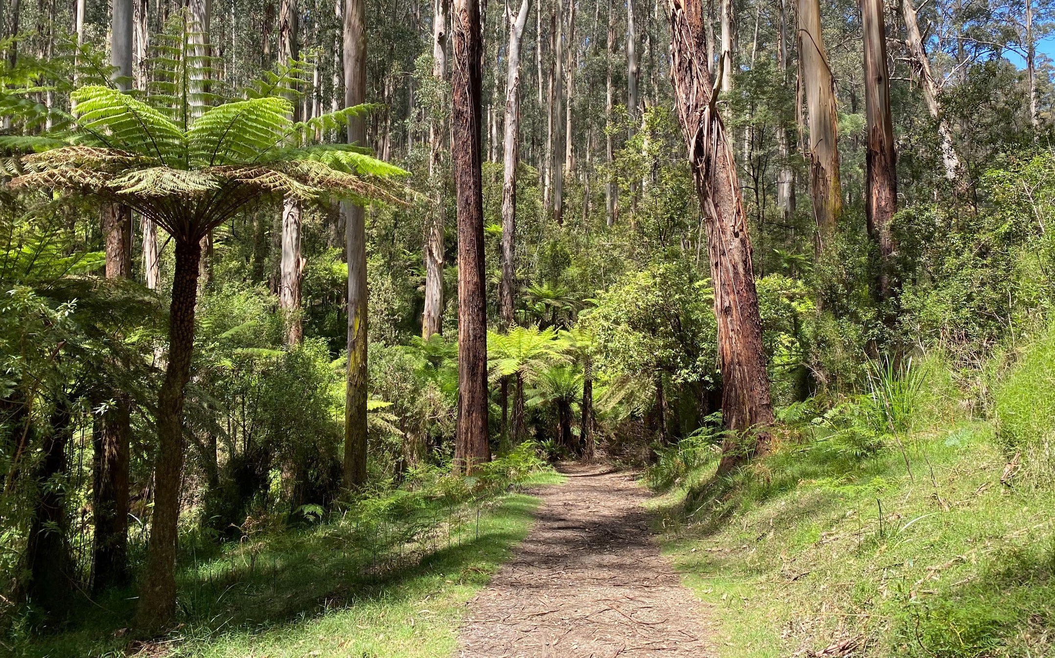 Eastern Sherbrooke Forest Walk