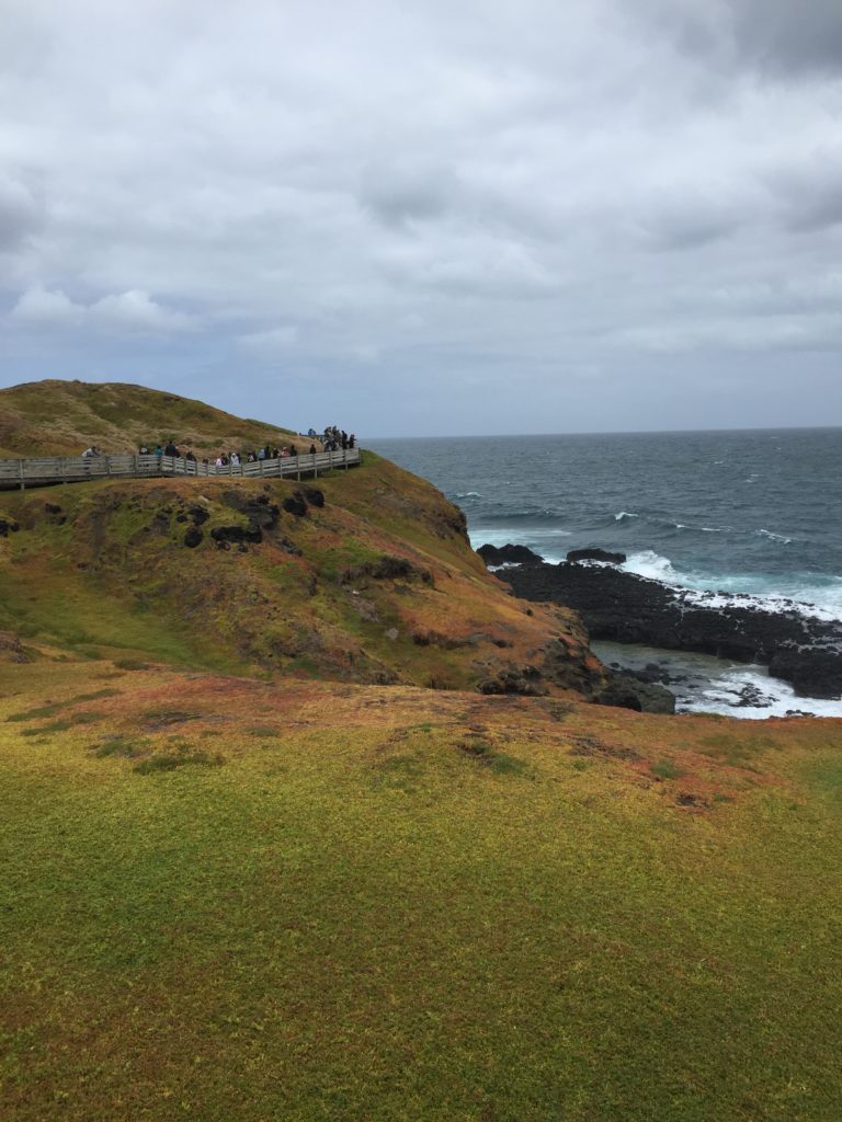 Coastal grass, the Nobbies trail, Philip Island