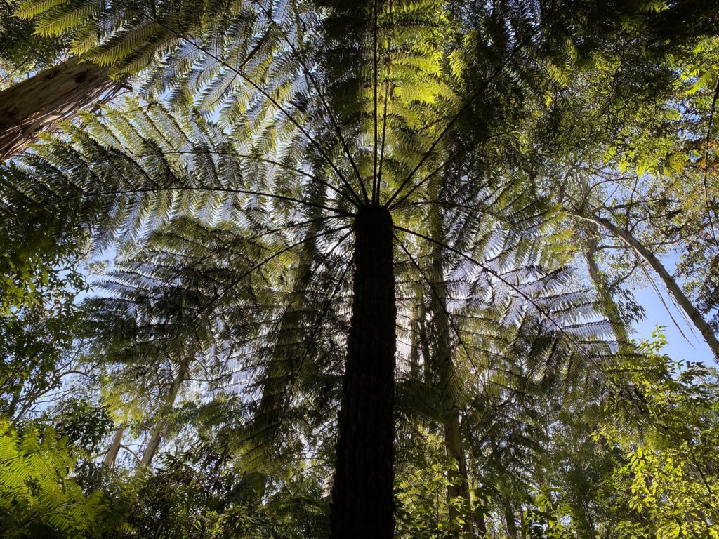 Tree Fern