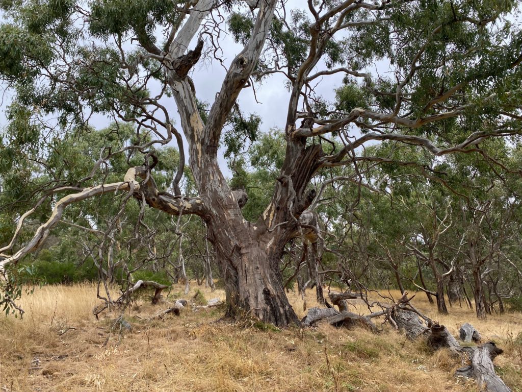 Gum tree