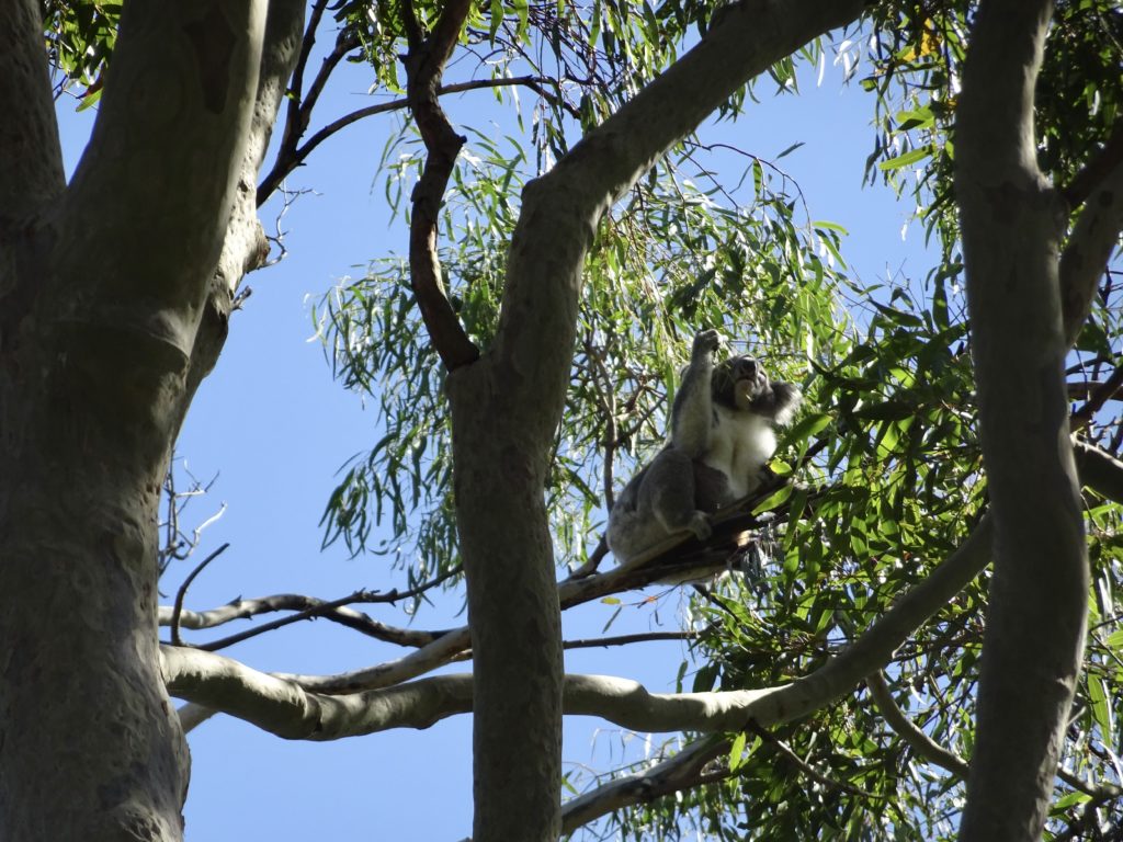 Koala