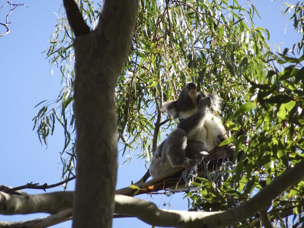 Koala