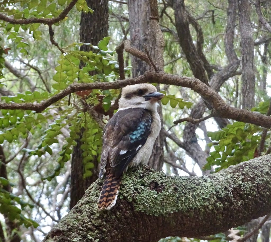 Kookaburra