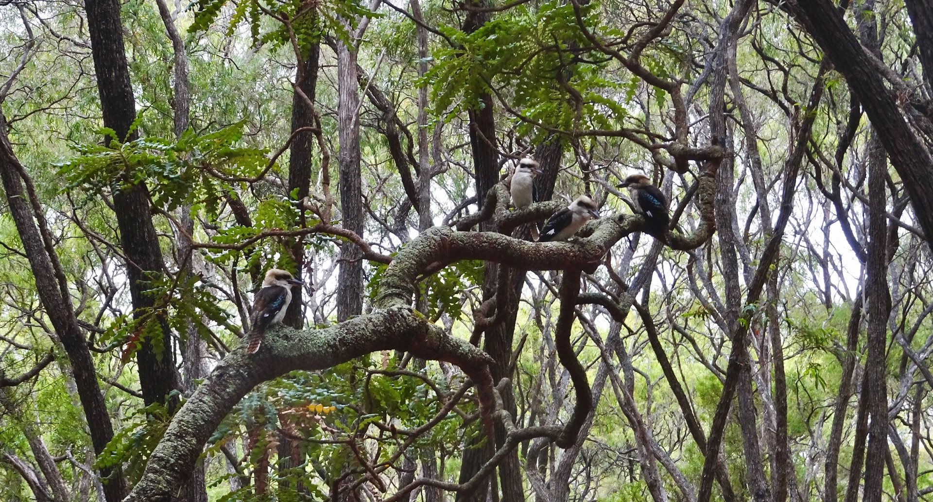 Kookaburras