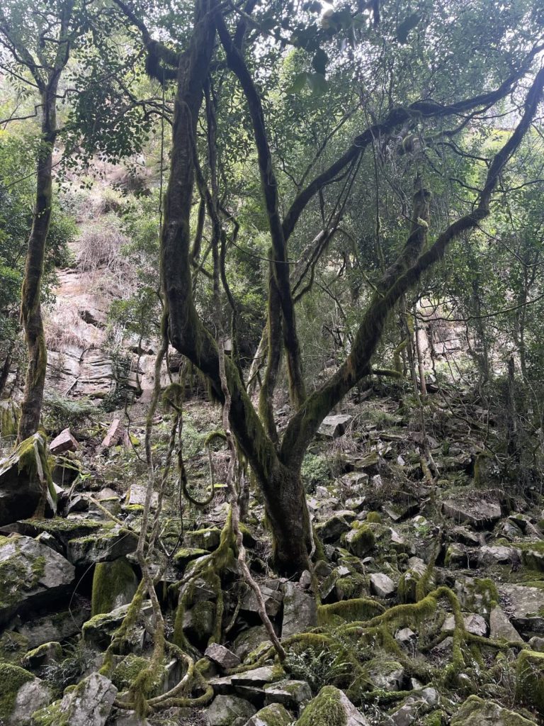 A skinny tree with moss growing on it that looks like a beard. It is surrounded by rocks and more sticks and twigs covered in moss.