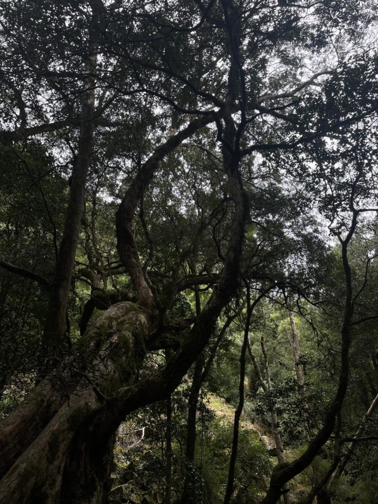 A dark photo of an old twisted tree with a hill in the background.