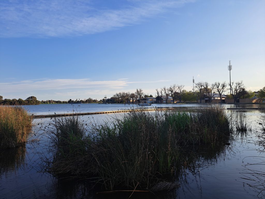 View of the lake with a clump of reeds behind a barrier which is for the area to establish a protected area for wildlife. there are no clouds in the sky.