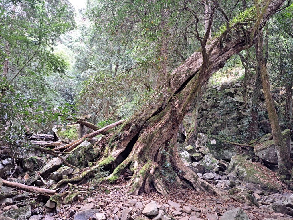 A photo of another old tree, this one looks like it is about to fall over and seems very hollow.