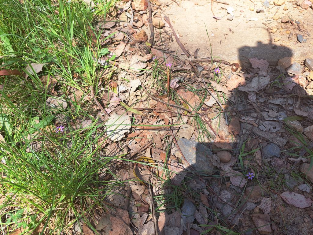 A close view of the purple flowers of the chocolate lilies along the end of the dirt trail as it meets with the grass.