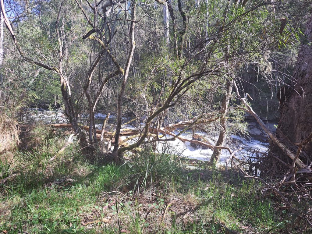 Gushing river over some rocks, that is blocked from view buy a skinny tree that has lots of branches and the foreground is covered in grass and leaf matter.