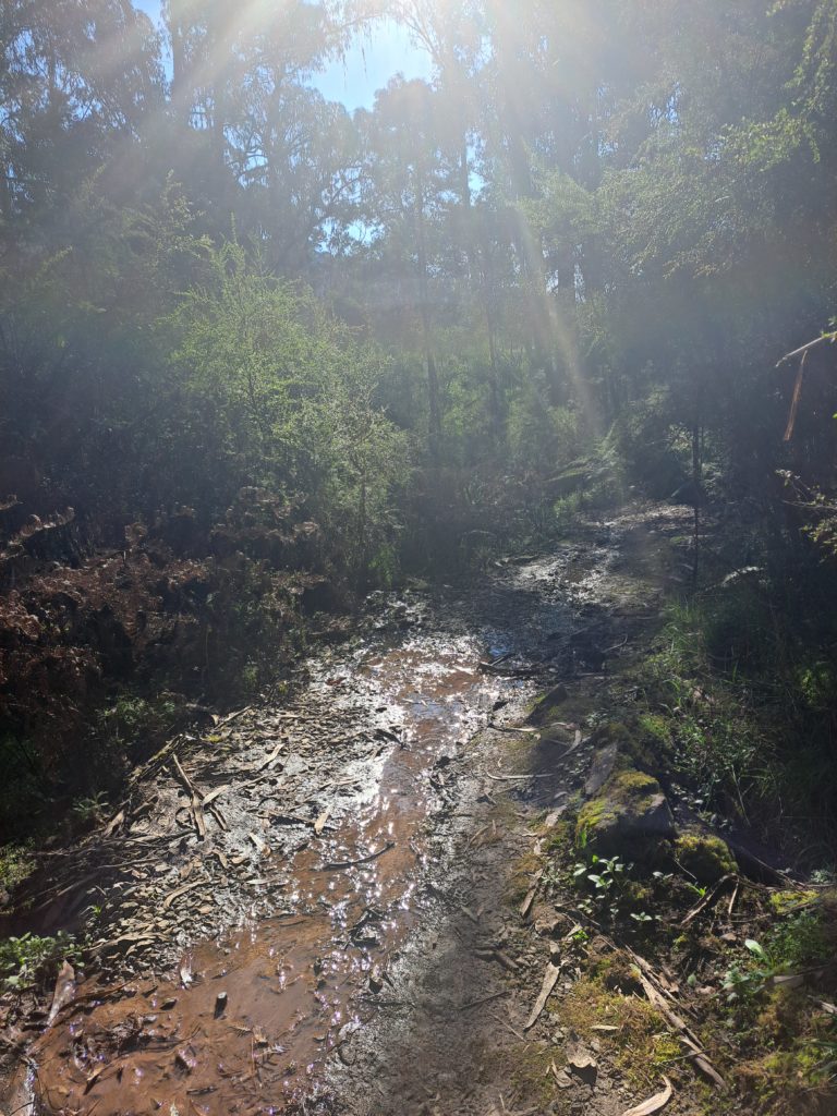 Muddy path way with the sun shining through the trees and the shrubs surrounding the pathway.