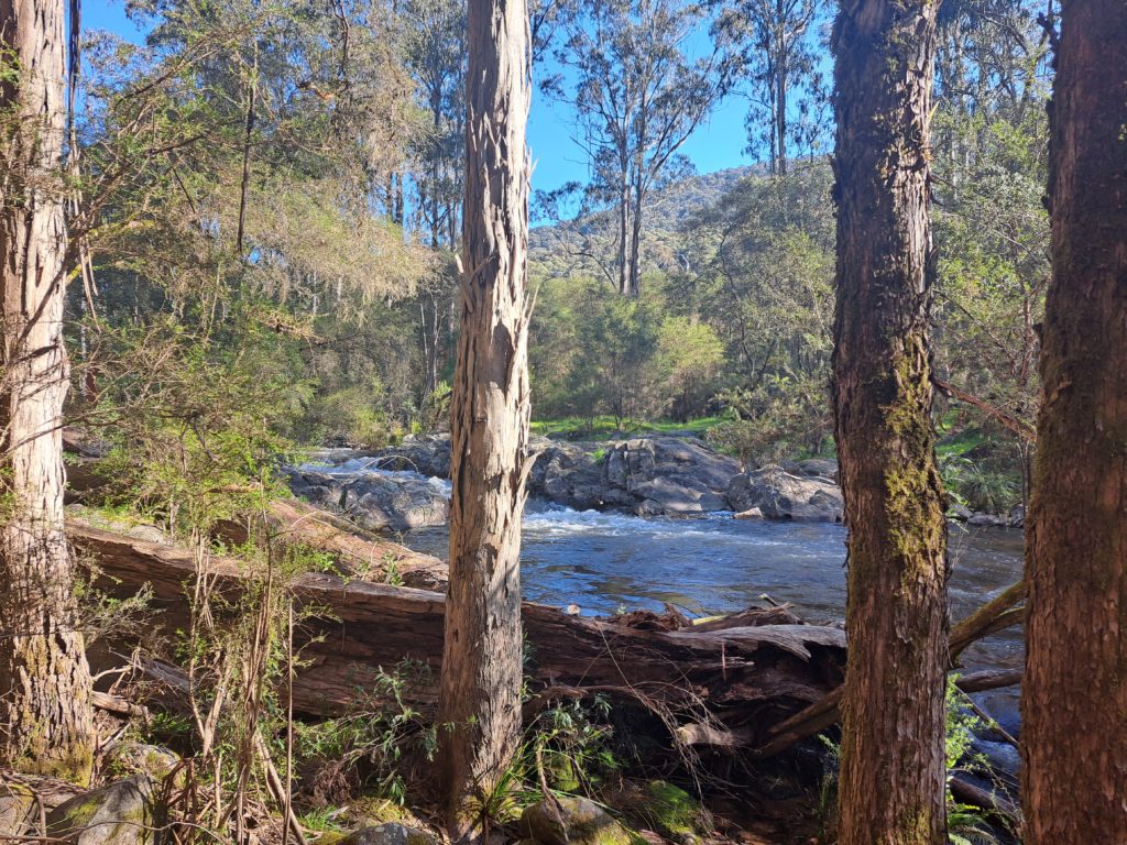 Gushing river over some rocks, that is blocked from view by three spaced out trees.