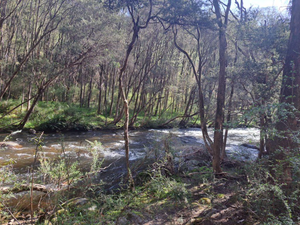 Gushing river over some rocks and surrounding bushland.