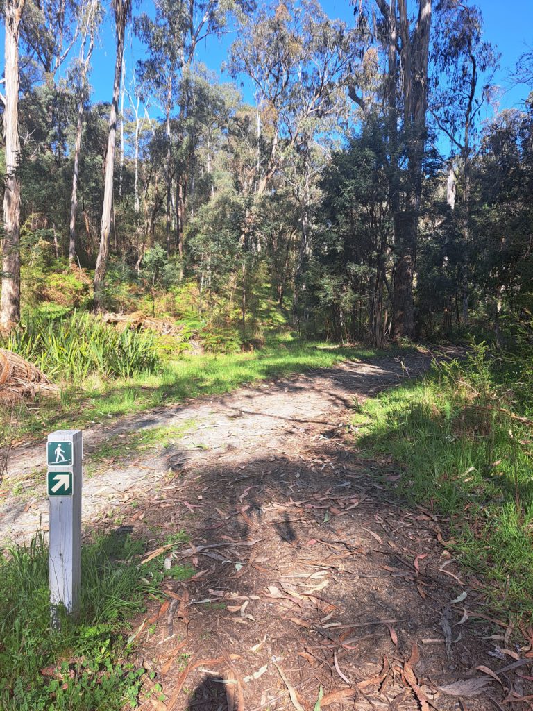 A fork in the trail with a sign to show the direction where the cicada trail continues.