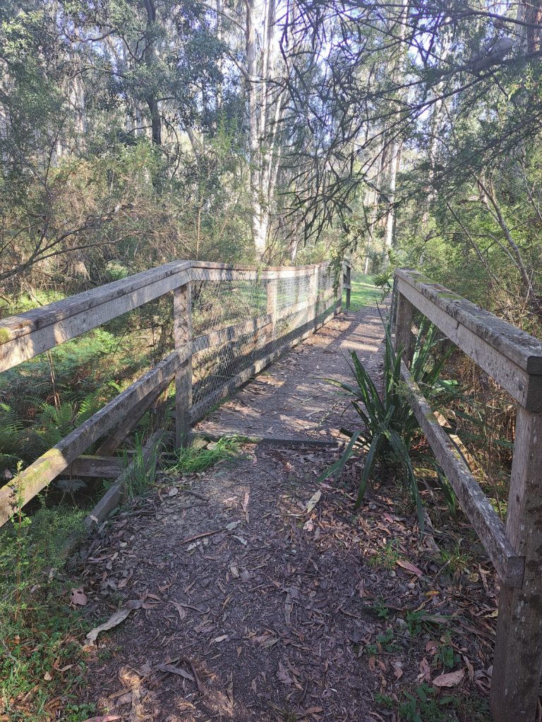 View of a wooden bridge and tall trees surrounding it that open up to a clearing behind the bridge.