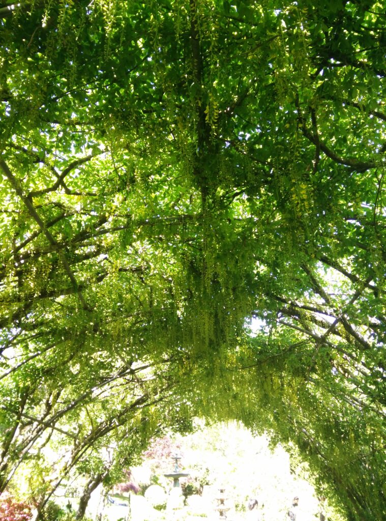 Decorative canopy of the Forest Glade gardens