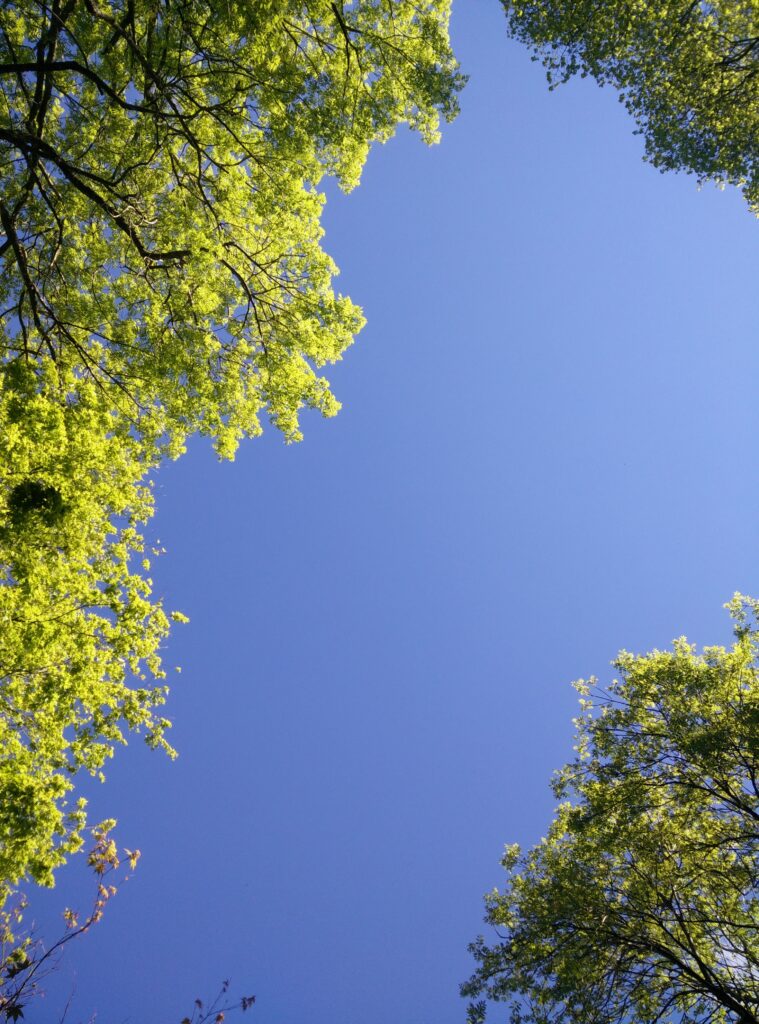 Tree canopy of Forest Glade gardens